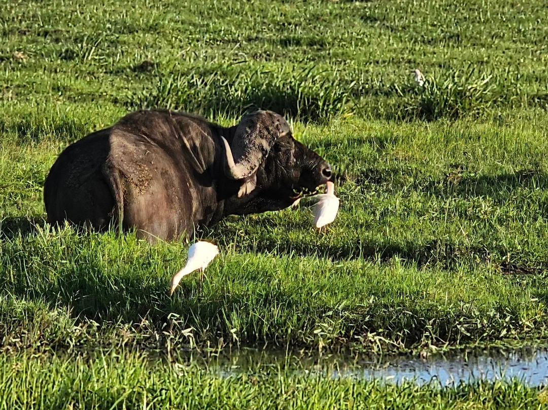 Msherembe Safaris And Travel-Voi必去景点