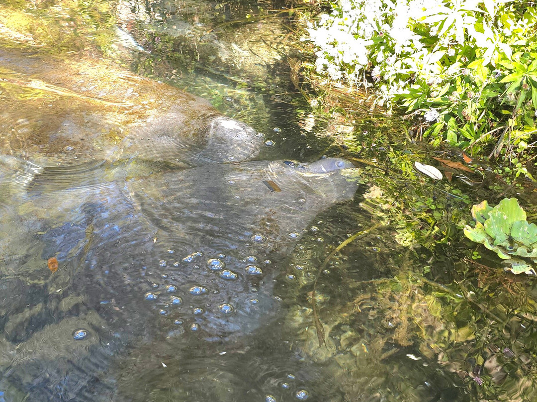 Weeki Wachee Springs-Weeki Wachee必去景点