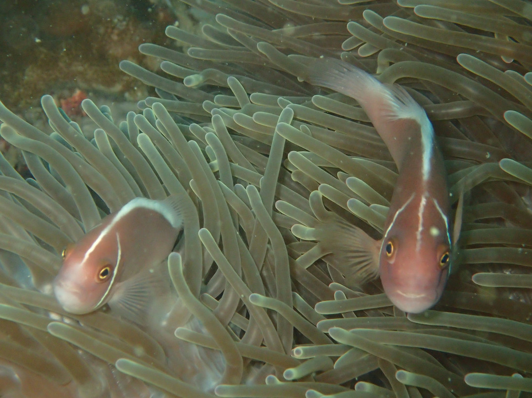 Flipper潜水俱乐部-扬东必去景点