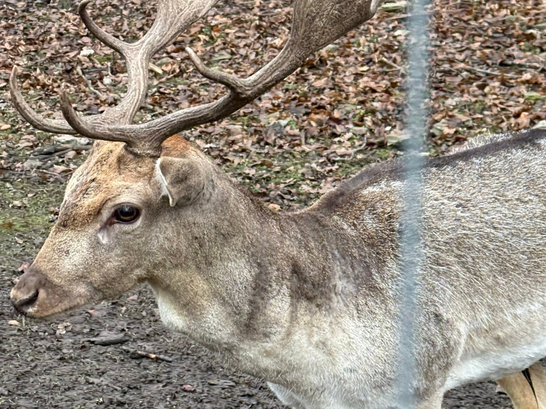 Szilvasvarad National Forest Rail-Szilvasvarad必去景点