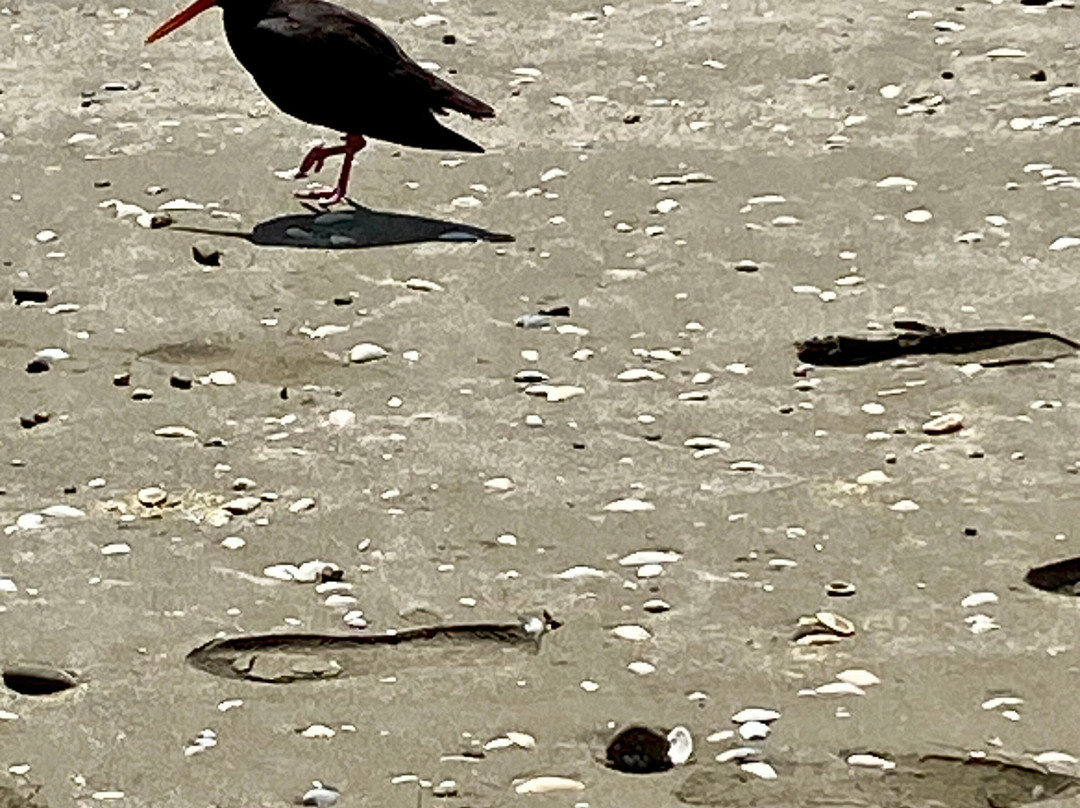 Wenderholm Regional Park-怀韦拉必去景点