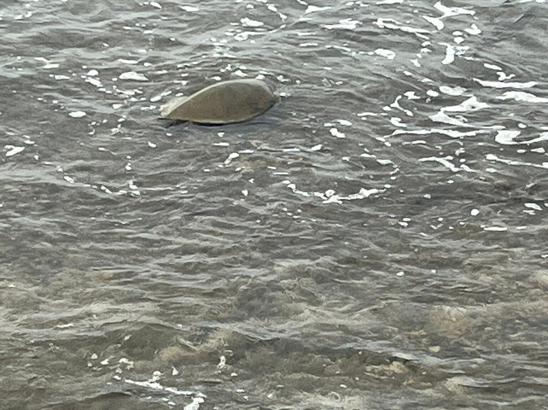 ALLSTAR TRANSPORTATION & TOURS LLC-瓦胡岛必去景点