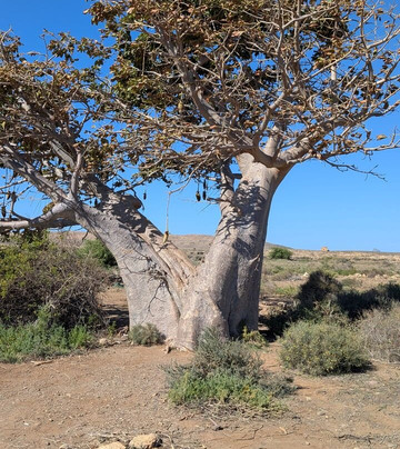 Boa Vista Tours-博阿维斯塔必去景点