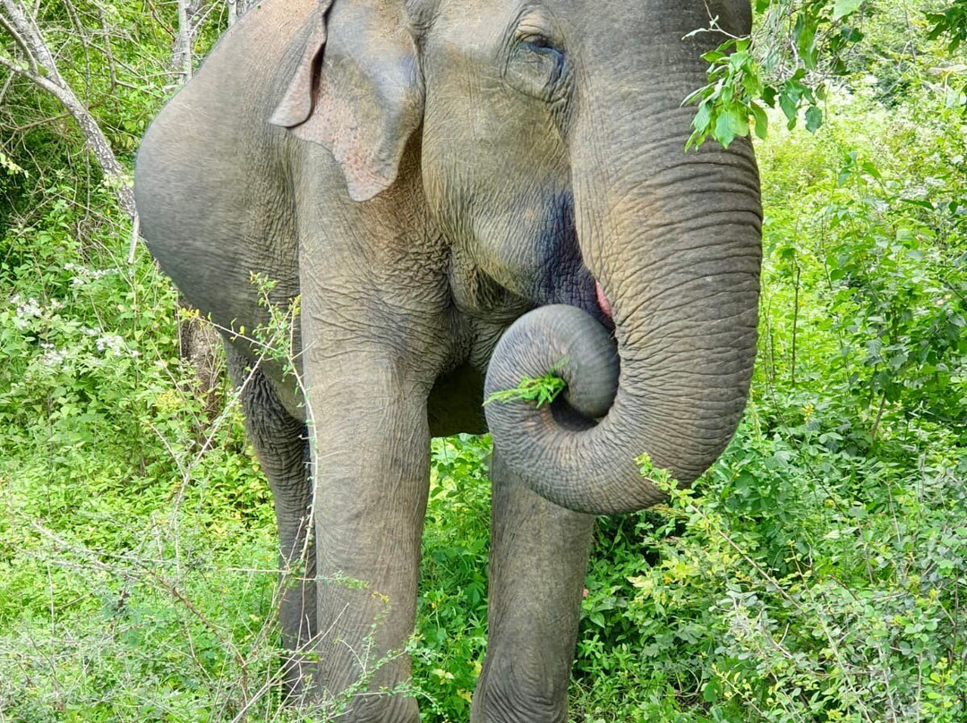 Udawalawe Lahiru Safari Guide Tours-乌达瓦拉维国家公园必去景点