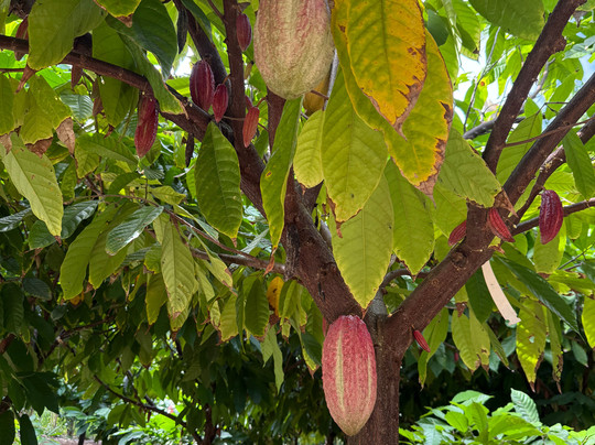 Kamananui Cacao Orchard Tour-瓦胡岛必去景点
