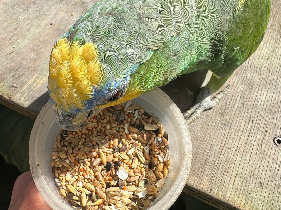 Parotte Ville Bird Sanctuary-圣马丁岛必去景点