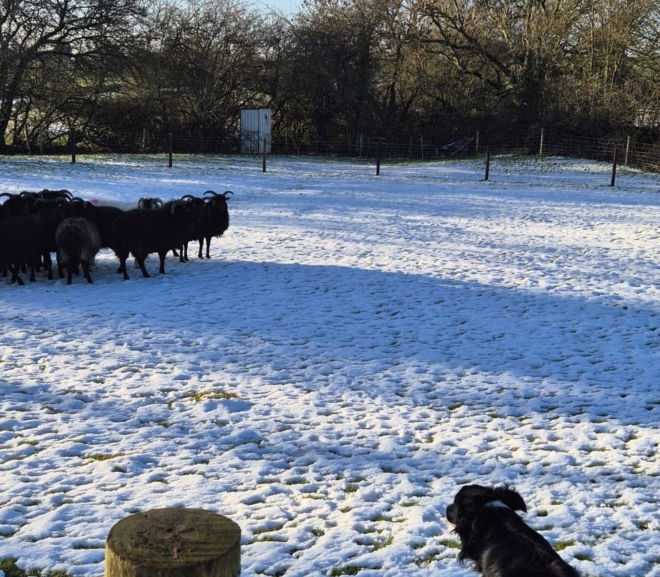 Nij Vyas Sheepdog Experience-East Norton必去景点