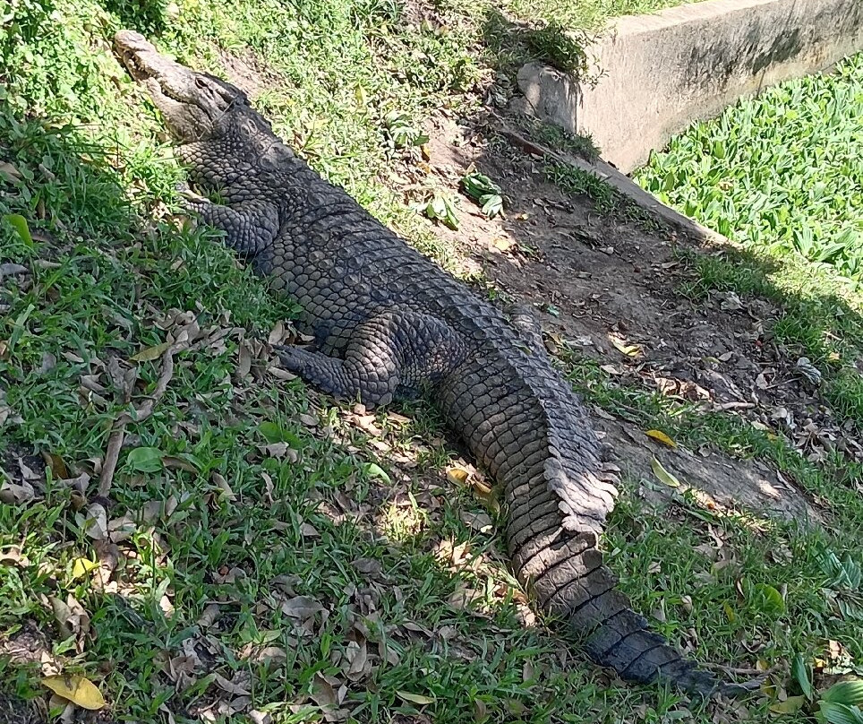 Pure Venom Reptile Park-Shelly Beach必去景点