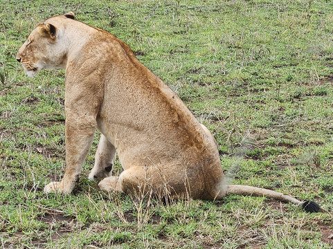 Fortes Africa-姆万扎必去景点