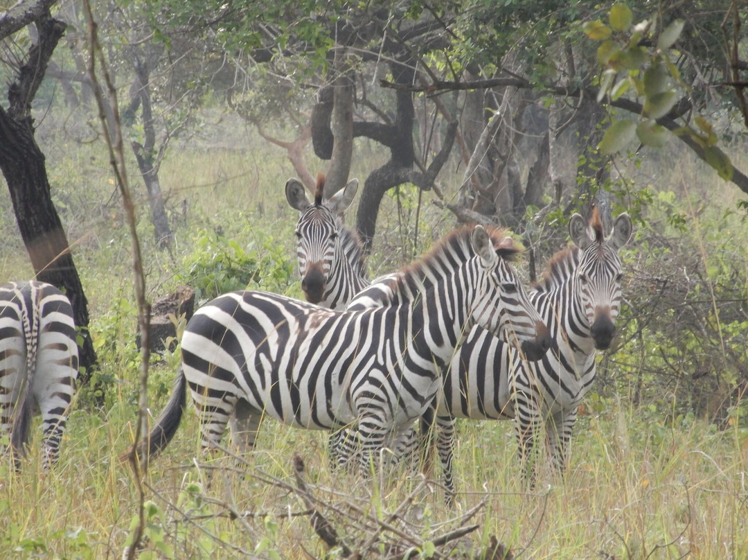 Diddy Safaris Uganda-坎帕拉必去景点