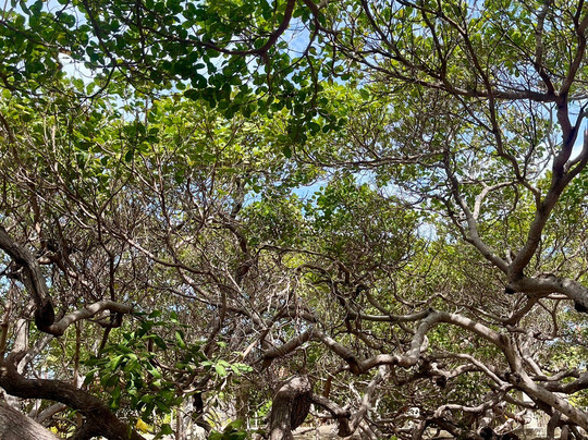 Cajueiro Rei-Cajueiro da Praia必去景点