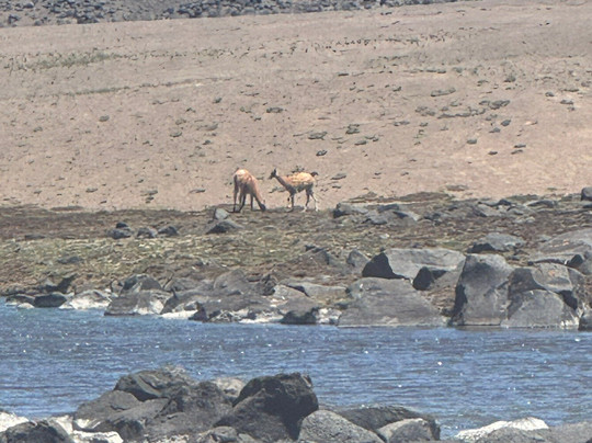 Laguna del Diamante-San Carlos必去景点