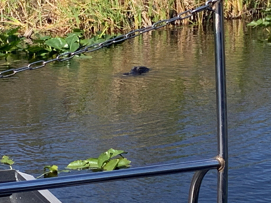 Everglades Swamp Tours-Everglades Wildlife Management Area必去景点