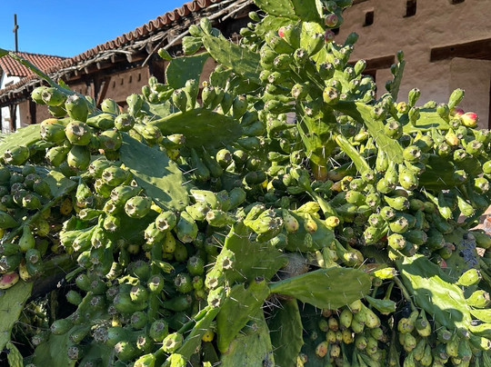 Sonoma Plaza-索诺玛必去景点