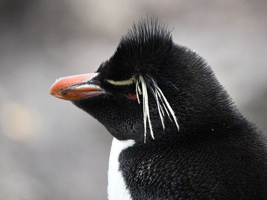 Kidney Cove Tours-Stanley必去景点