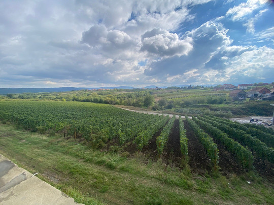 Winery Aleksandrovic-Topola必去景点