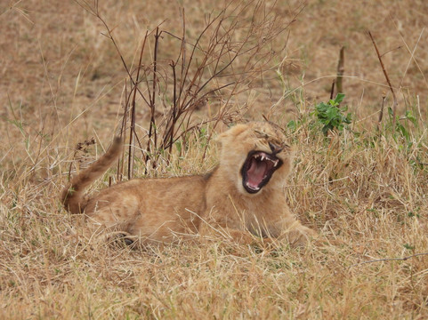Sababu Safaris-阿鲁沙必去景点