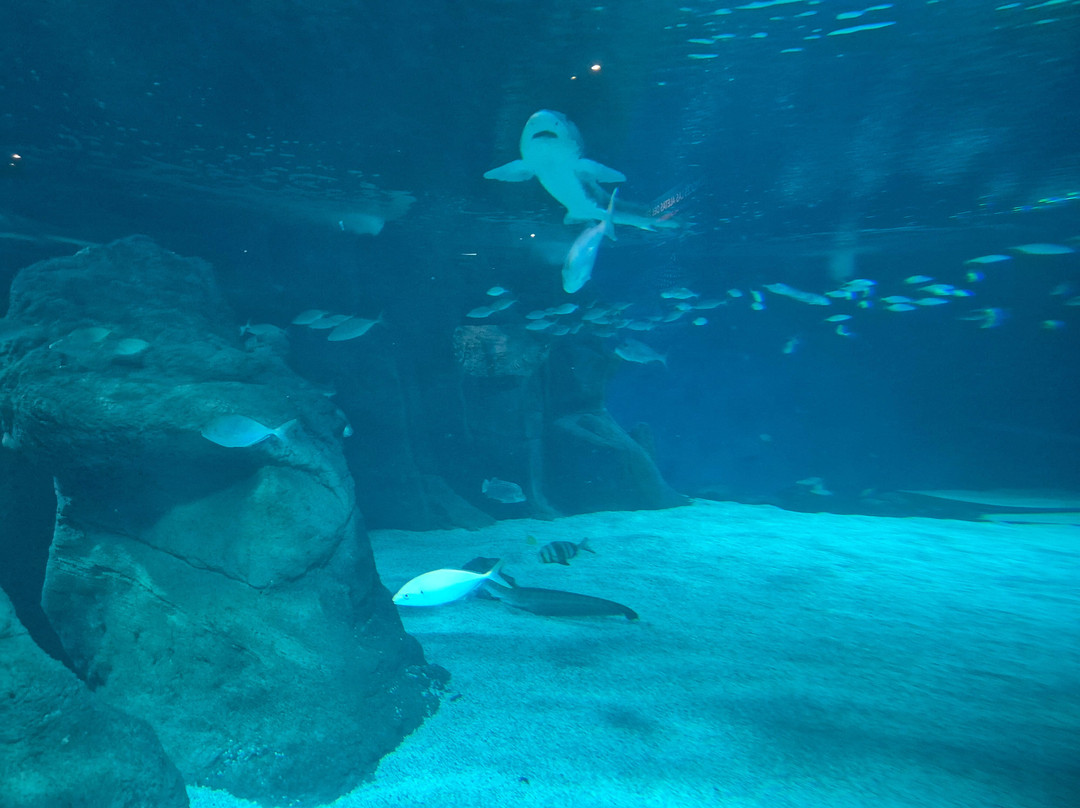 Lanzarote Aquarium-科斯塔特吉塞必去景点