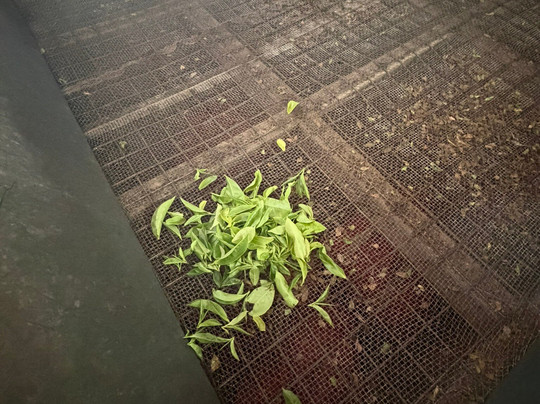 Blue Field Tea Factory-拉马伯达必去景点