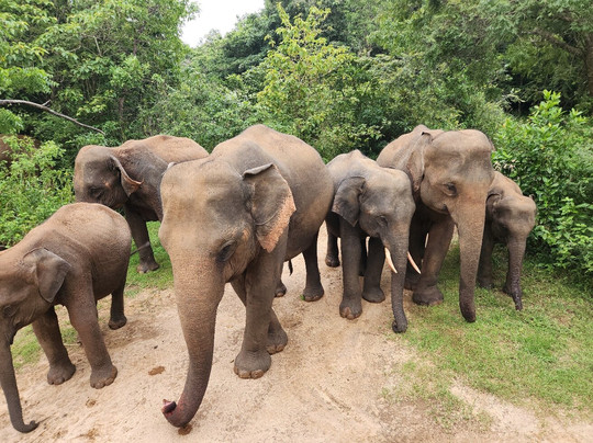 Sunrise Sri Lanka Travels and Tours-Ekala必去景点