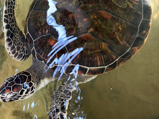 Induruwa Sea Turtle Conservation Project & Sea Turtle Information Center-因都鲁瓦必去景点