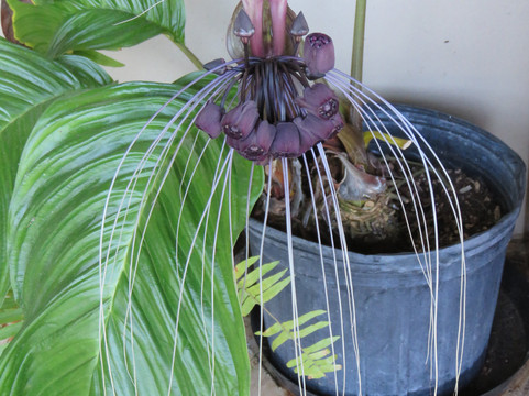 Phantasea Tropical Botanical Garden-圣 托马斯必去景点