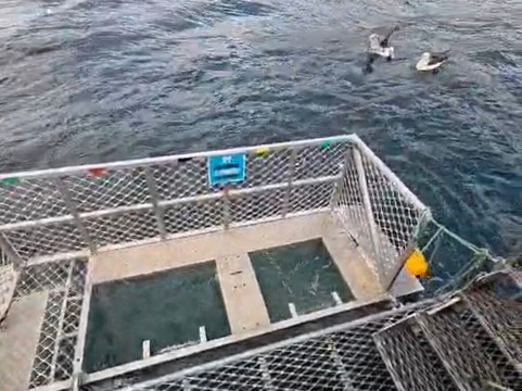 Shark Experience-布拉夫必去景点