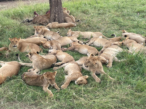 TANZANIA INSIDE AND SAFARI-莫西必去景点