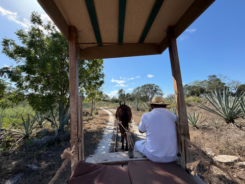 MexiGo Tours-巴利亚多利德必去景点