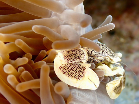 The Junk Liveaboards-Chalong必去景点