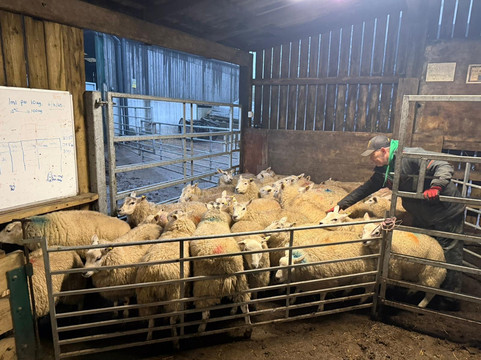 Farm Adventure Yorkshire-马沙姆必去景点