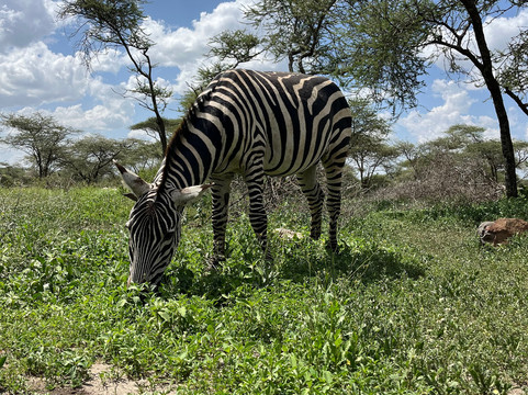 Safari Avventura-阿鲁沙必去景点
