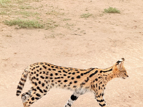Zanleisuretours & Safaris-桑给巴尔市必去景点
