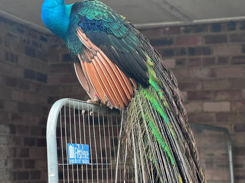 Peacocks in Pittencrieff Park-丹弗姆林必去景点