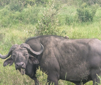 Destinex Travels-内罗毕必去景点