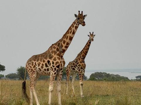 Truevine Safaris-坎帕拉必去景点