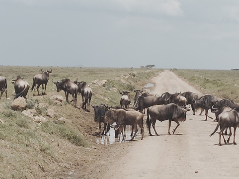 The Tanzanite Experience-阿鲁沙必去景点