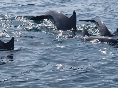 Wasini Trips-Wasini Island必去景点