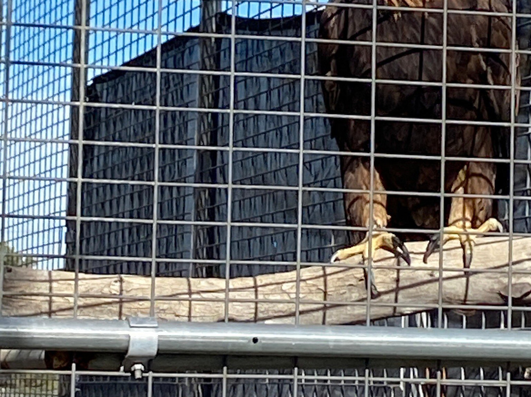 Forever Wild Exotic Animal Sanctuary-Phelan必去景点