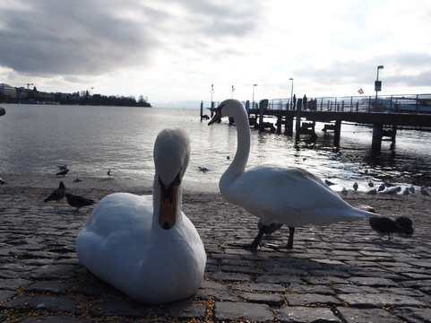 Bürkliplatz-苏黎世必去景点