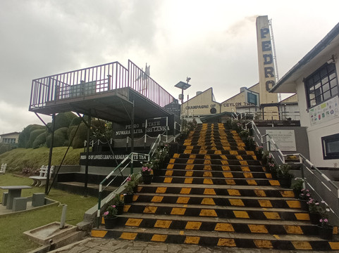 佩德罗茶工厂-奴娃拉伊利雅必去景点