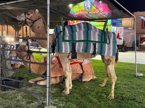 Riverside County Fairgrounds-印第奥必去景点