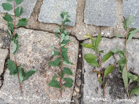 Türkenschanzpark-维也纳必去景点