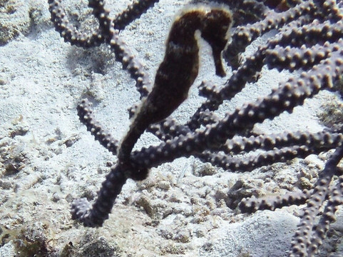 Duik op Curacao-威廉斯塔德必去景点