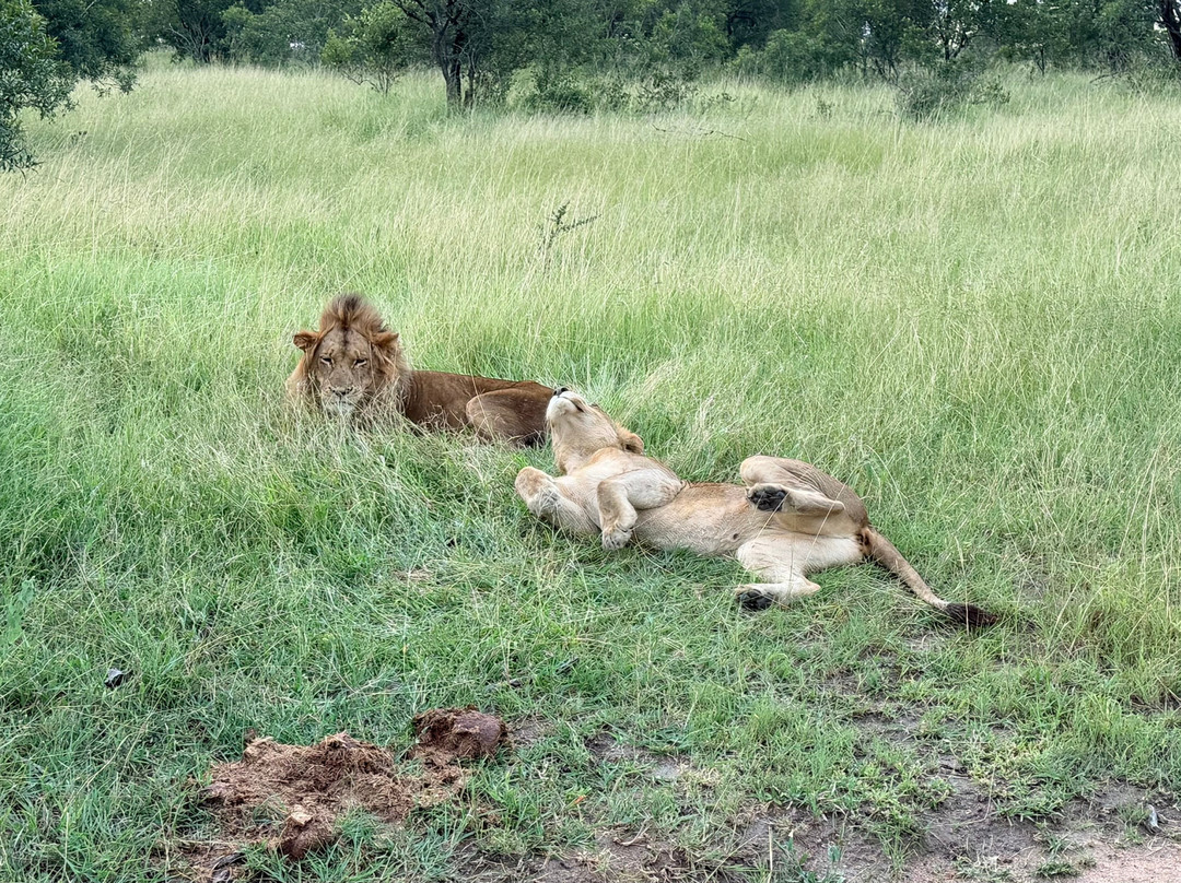 Wild Eye-弗维斯必去景点