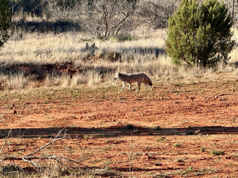 Arizona Safari Jeep Tours-塞多纳必去景点