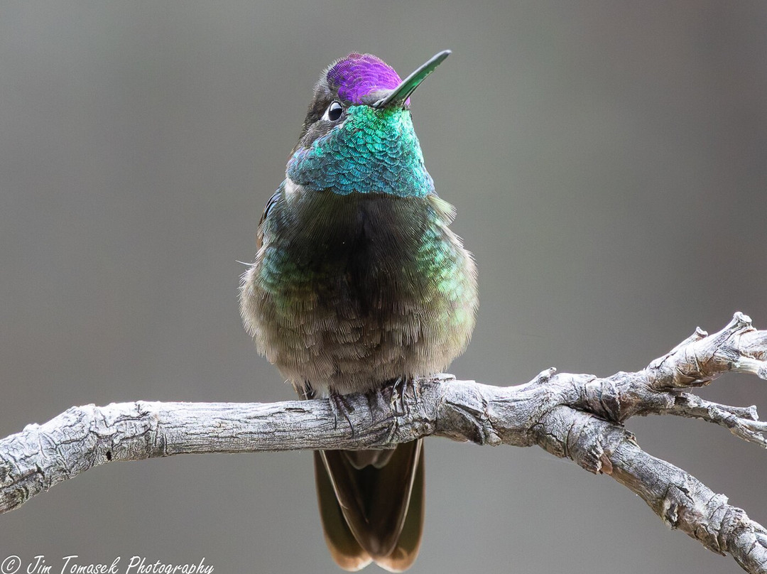 American Birding Guides