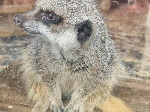 The Meadows Farm-卡菲利必去景点