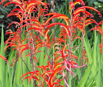 Villa Maria Serena-芒通必去景点