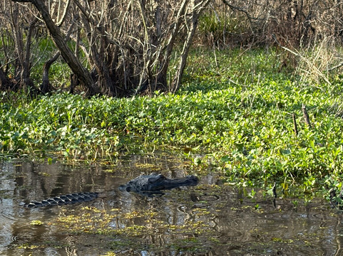 Swamp Tours With Wendy-布里奥克斯桥必去景点